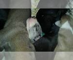 Small Photo #53 Great Dane Puppy For Sale in HOWARD CITY, MI, USA