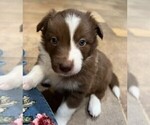 Small Photo #5 Border Collie Puppy For Sale in BAKERSFIELD, CA, USA