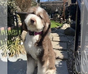 Mother of the Bernedoodle-Sheepadoodle Mix puppies born on 03/22/2024