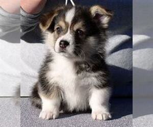 Pembroke Welsh Corgi Puppy for sale in HUDSON, MI, USA