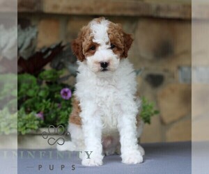 Goldendoodle (Miniature) Puppy for sale in EAST EARL, PA, USA