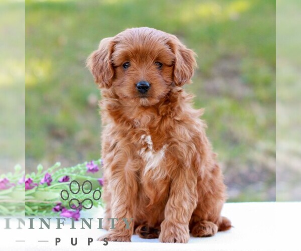 Medium Photo #1 Cavapoo (Miniature) Puppy For Sale in LITITZ, PA, USA