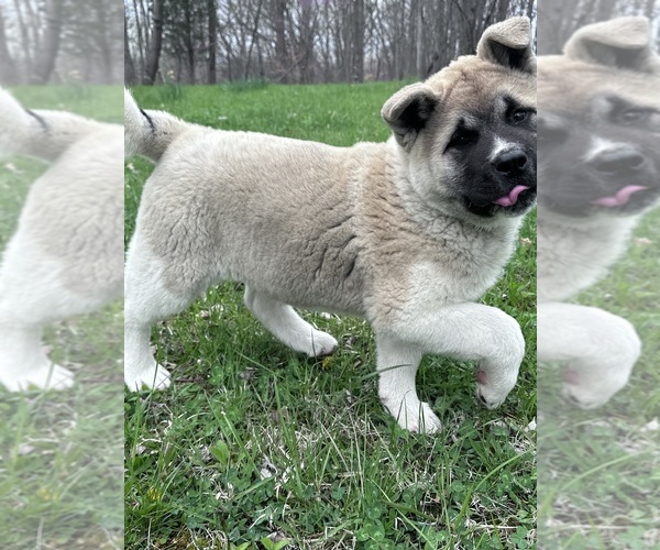 Medium Photo #7 Akita Puppy For Sale in NASHVILLE, IN, USA