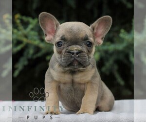 French Bulldog Puppy for sale in EAST EARL, PA, USA