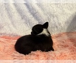 Small #7 American Corgi