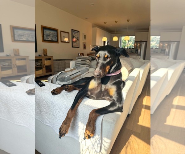 Medium Photo #8 Doberman Pinscher Puppy For Sale in Sandy, UT, USA