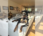 Small #7 Doberman Pinscher