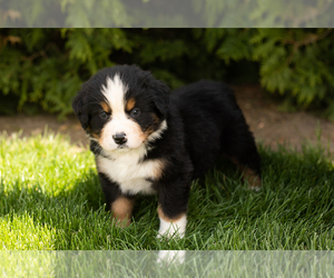Bernese Mountain Dog Puppy for sale in SHIPSHEWANA, IN, USA