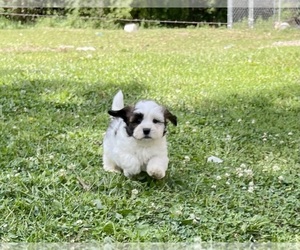 Zuchon Puppy for sale in MOUNT PLEASANT, MI, USA