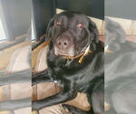 Small #1 Labrador Retriever
