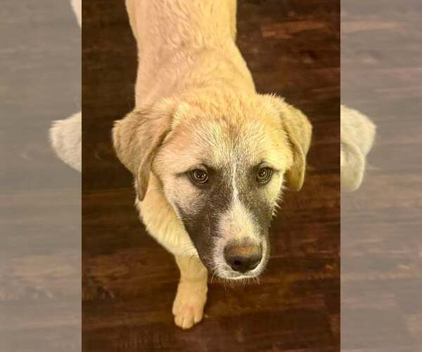 Medium Photo #4 Anatolian Shepherd-Great Pyrenees Mix Puppy For Sale in Higley, AZ, USA