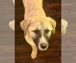Small #3 Anatolian Shepherd-Great Pyrenees Mix