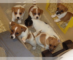 Jack Russell Terrier Litter for sale in CINCINNATI, OH, USA