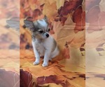 Small #4 Chihuahua