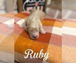 Small #3 Goldendoodle