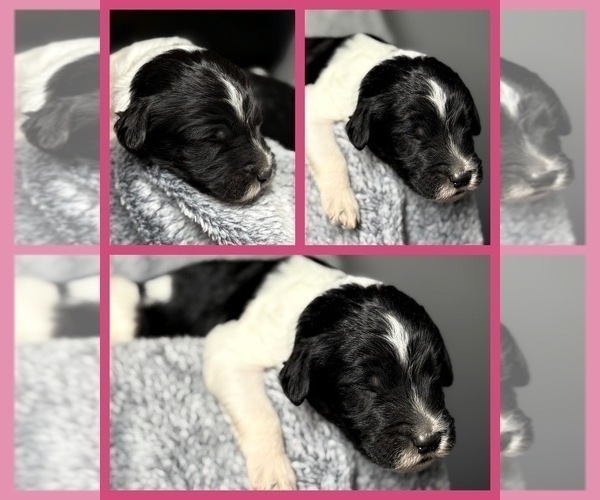 Medium Photo #1 Goldendoodle Puppy For Sale in HOWARD CITY, MI, USA