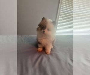 Pomeranian Puppy for sale in MARINGOUIN, LA, USA