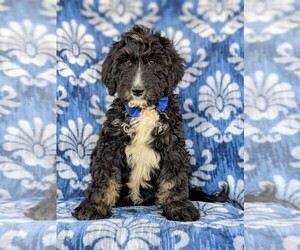Bernedoodle-Poodle (Standard) Mix Puppy for sale in CHRISTIANA, PA, USA