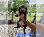 Small #3 Labrador Retriever