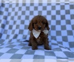 Small Cavapoo (Miniature)