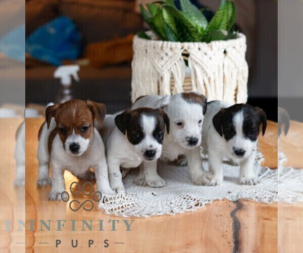 Medium Photo #2 Jack Tzu Puppy For Sale in EAST EARL, PA, USA