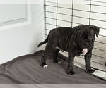 Small Boxer Mix