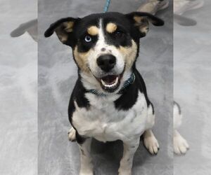 Scarletta - Female Shepradors Dog for Adoption - Photo #4
