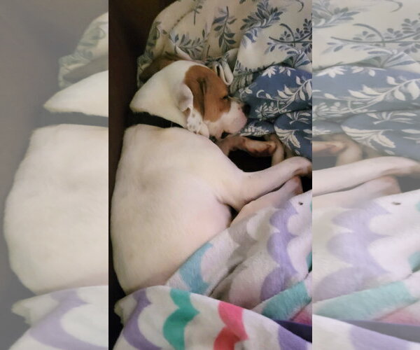 Medium Photo #8 American Staffordshire Terrier-Boxer Mix Puppy For Sale in Arlington, VA, USA