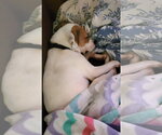Small #7 American Staffordshire Terrier-Boxer Mix