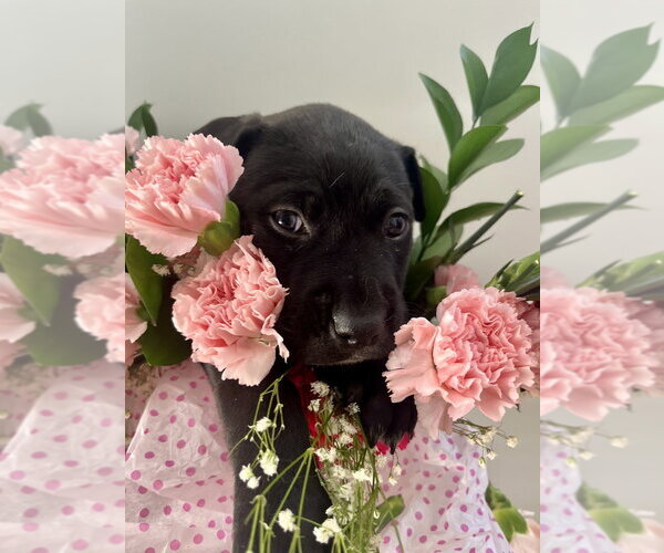 Medium Photo #10 Mutt Puppy For Sale in Imlay City, MI, USA