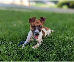 Jack Russell Terrier Puppy for sale in QUARRYVILLE, PA, USA