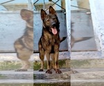 Small Photo #1 German Shepherd Dog Puppy For Sale in ERIE, CO, USA