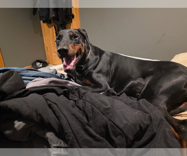 Medium Photo #2 Doberman Pinscher Puppy For Sale in Buffalo, MN, USA