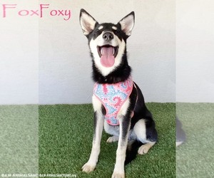 Foxy - Female Miniature Pinscher-Siberian Husky Mix Dog for Adoption - Photo #5
