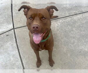 Mutt Dogs for adoption in Martinez, CA, USA