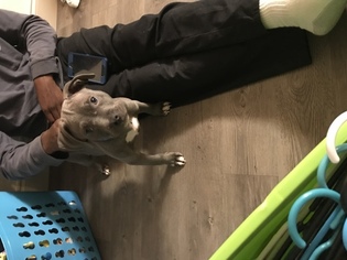 American Pit Bull Terrier Puppy for sale in HOUSTON, TX, USA