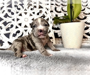 American Bully Puppy for Sale in PORT RICHEY, Florida USA
