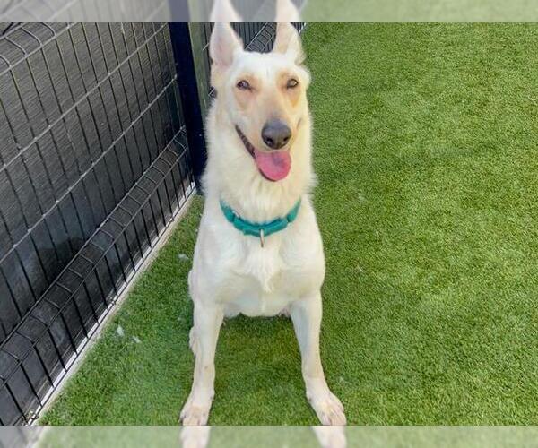 Medium Photo #2 German Shepherd Dog-Unknown Mix Puppy For Sale in Orange, CA, USA