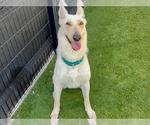 Small #1 German Shepherd Dog Mix