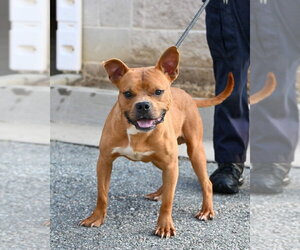 Mutt Dogs for adoption in Glen Allen, VA, USA