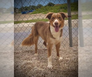Australian Shepherd Dogs for adoption in Pleasanton, TX, USA