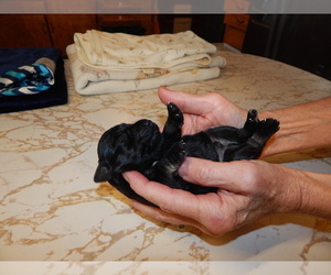 Schnauzer (Miniature) Puppy for Sale in ROCKINGHAM, North Carolina USA