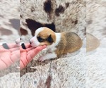 Puppy Millie American Corgi