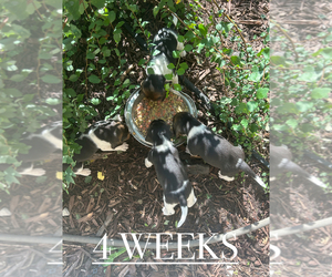 Beagle Puppy for Sale in MCPHERSON, Kansas USA
