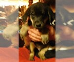 Small Photo #7 Golden Labrador Puppy For Sale in IDAHO SPRINGS, CO, USA