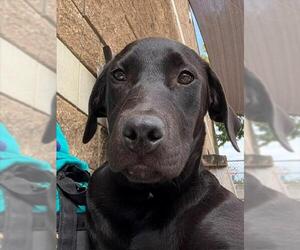 Mutt Dogs for adoption in Tulsa, OK, USA