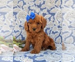 Small Photo #2 Cocker Spaniel-Poodle (Miniature) Mix Puppy For Sale in NEW HOLLAND, PA, USA