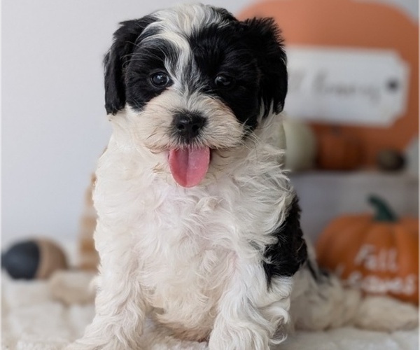Medium Photo #82 ShihPoo Puppy For Sale in GOSHEN, IN, USA