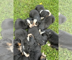 Bernese Mountain Dog Puppy for sale in SPENCER, IN, USA