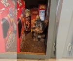 Small Photo #3 Yorkshire Terrier Puppy For Sale in MINNEAPOLIS, MN, USA